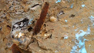Fossiler Fund unterhalb der ehemaligen Jugendherberge