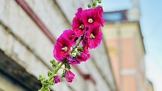 Bielefeld: Stockrosen-Schönheiten am Wegesrand mit Hummel-Besuch