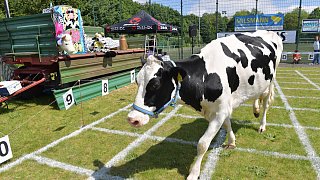 Geduldsprobe beim Kuhfladen-Roulette in Gütersloh