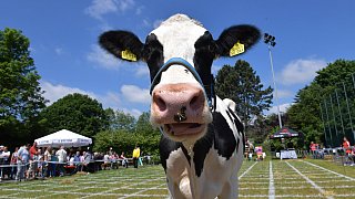 Geduldsprobe beim Kuhfladen-Roulette in Gütersloh