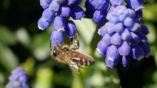 Kreis Höxter: NW-Fotoaktion Frühlingsanfang im Garten