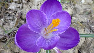 Kreis Höxter: NW-Fotoaktion Frühlingsanfang im Garten