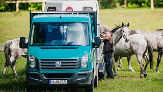 Senner Pferde in der Moosheide