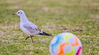 Testspiel: SC Paderborn gegen Arminia Bielefeld