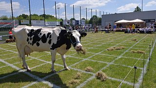 Geduldsprobe beim Kuhfladen-Roulette in Gütersloh