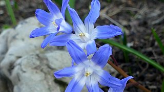 Kreis Höxter: NW-Fotoaktion Frühlingsanfang im Garten