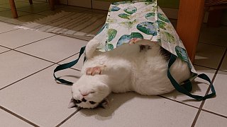 Die lustigsten Katzenfotos