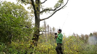 Herford: Im Hombergwald treibt ein schädlicher Pilz sein Unwesen