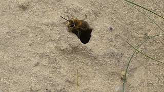 Sandbienen im Kreis Gütersloh entdeckt