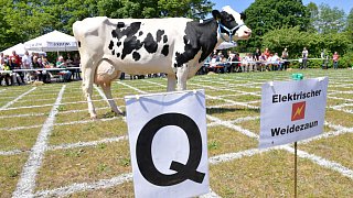 Geduldsprobe beim Kuhfladen-Roulette in Gütersloh