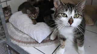 Paderborn: Viele Katzen warten im Tierheim auf ein neues Zuhause