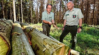 Überlebenskampf des Stadtwaldes im Teuto