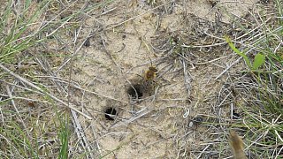 Sandbienen im Kreis Gütersloh entdeckt