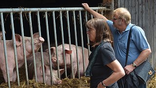 Borchen: Hoffest in Hamborn mit Tieren, Kunst und Bioessen
