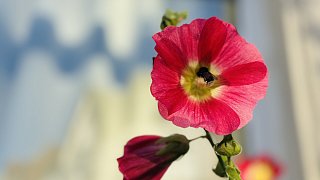 Bielefeld: Stockrosen-Schönheiten am Wegesrand mit Hummel-Besuch