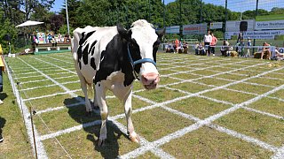 Geduldsprobe beim Kuhfladen-Roulette in Gütersloh