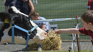 Geduldsprobe beim Kuhfladen-Roulette in Gütersloh