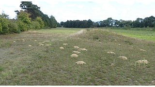 Sandbienen im Kreis Gütersloh entdeckt