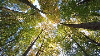 Herbstliches Bünde