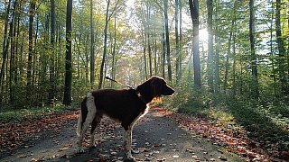 Herbstliches Bünde
