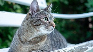 Die niedlichsten Katzen Bielefelds