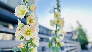 Bielefeld: Stockrosen-Schönheiten am Wegesrand mit Hummel-Besuch