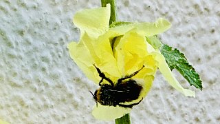 Bielefeld: Stockrosen-Schönheiten am Wegesrand mit Hummel-Besuch