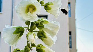 Bielefeld: Stockrosen-Schönheiten am Wegesrand mit Hummel-Besuch