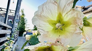 Bielefeld: Stockrosen-Schönheiten am Wegesrand mit Hummel-Besuch