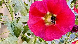 Bielefeld: Stockrosen-Schönheiten am Wegesrand mit Hummel-Besuch