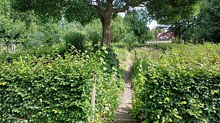 Garten von Mareike Hübner aus Löhne