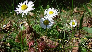 Kreis Höxter: NW-Fotoaktion Frühlingsanfang im Garten