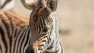 Steppenzebra im Tierpark Ströhen geboren