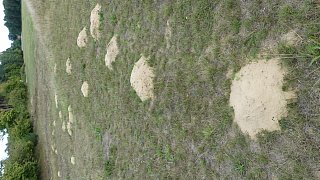 Sandbienen im Kreis Gütersloh entdeckt