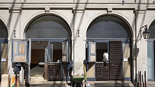 Paderbornerin macht Karriere an der Spanischen Hofreitschule in Wien