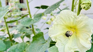 Bielefeld: Stockrosen-Schönheiten am Wegesrand mit Hummel-Besuch