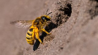 Fotostrecke Klima und Fauna