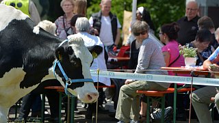 Geduldsprobe beim Kuhfladen-Roulette in Gütersloh