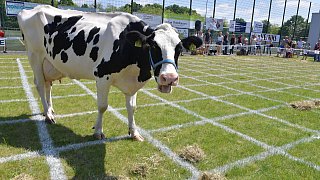 Geduldsprobe beim Kuhfladen-Roulette in Gütersloh
