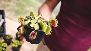 Höxter: Gartenfest Corvey 2019