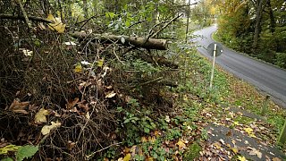 Herford: Im Hombergwald treibt ein schädlicher Pilz sein Unwesen
