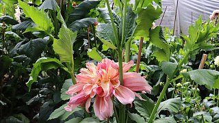 Garten von Mareike Hübner aus Löhne
