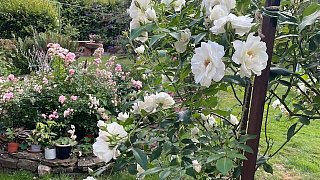 Der Garten von Lore und Dieter Halstenberg in Bad Oeynhausen