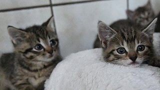 Paderborn: Viele Katzen warten im Tierheim auf ein neues Zuhause