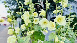 Bielefeld: Stockrosen-Schönheiten am Wegesrand mit Hummel-Besuch