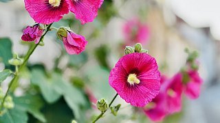 Bielefeld: Stockrosen-Schönheiten am Wegesrand mit Hummel-Besuch