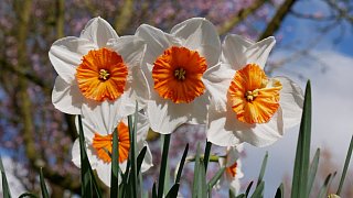 Kreis Höxter: NW-Fotoaktion Frühlingsanfang im Garten