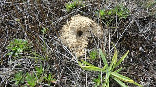 Sandbienen im Kreis Gütersloh entdeckt
