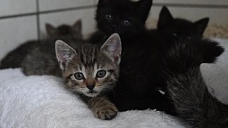 Paderborn: Viele Katzen warten im Tierheim auf ein neues Zuhause