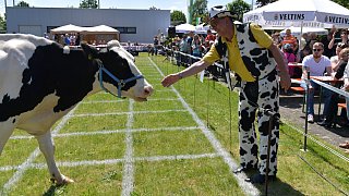 Geduldsprobe beim Kuhfladen-Roulette in Gütersloh